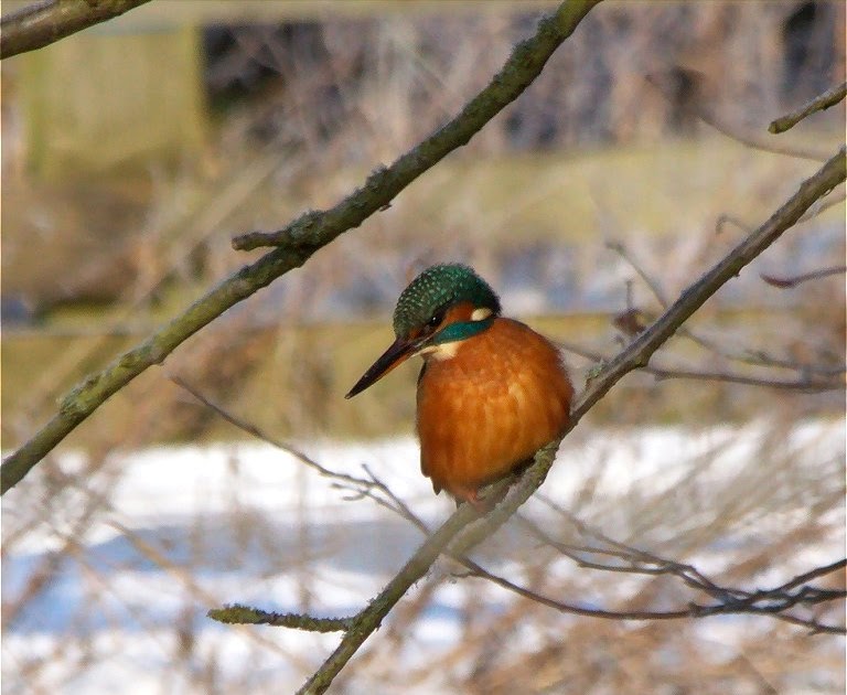 Peterborough Bird Club Gallery Kingfisher, Ferry Meadows