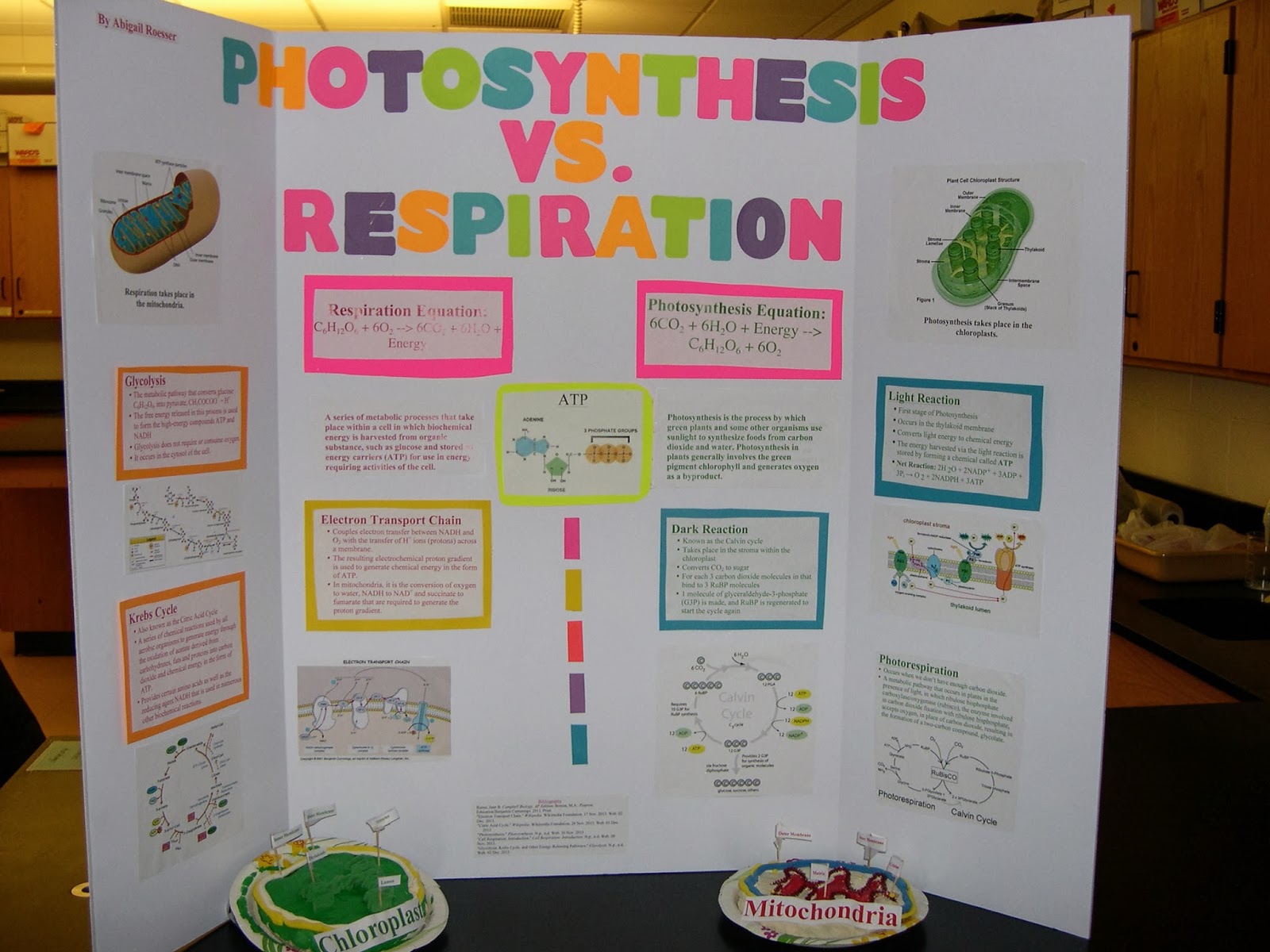 Photosynthesis and cellular respiration diagram picture