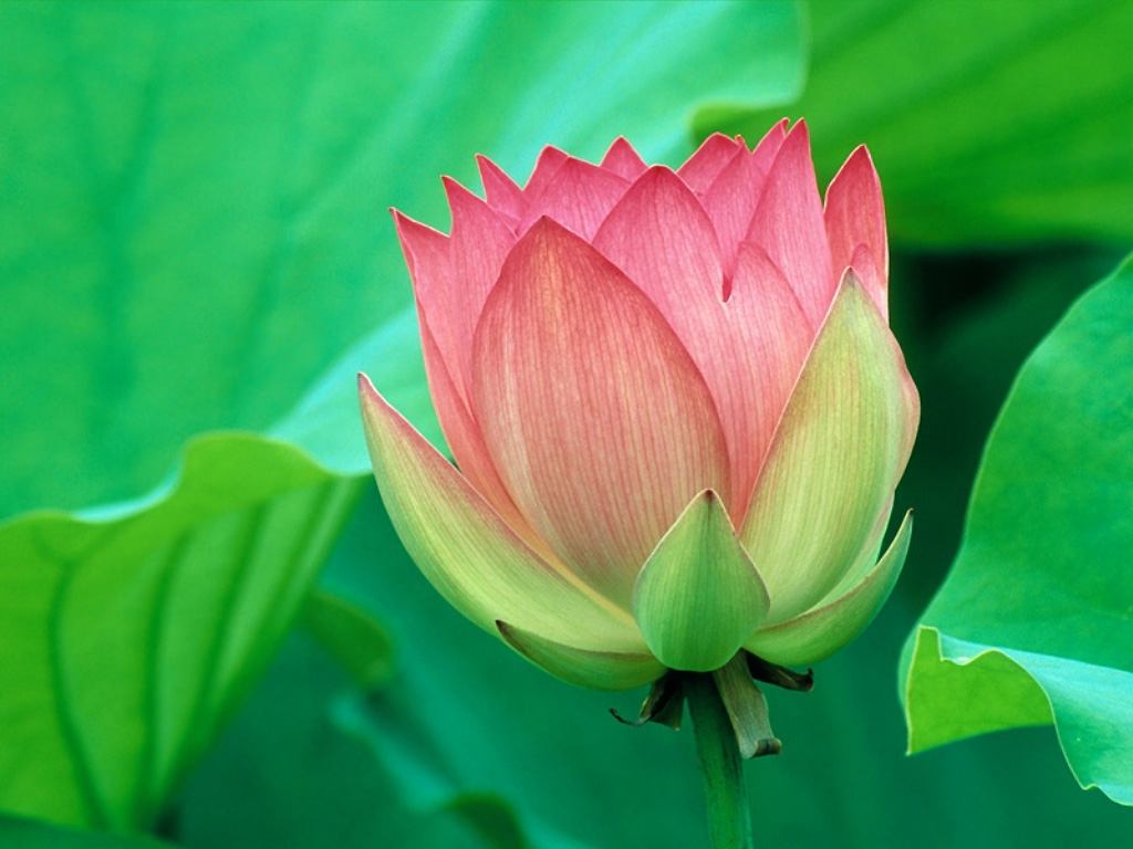 Lotus Flower Desktop