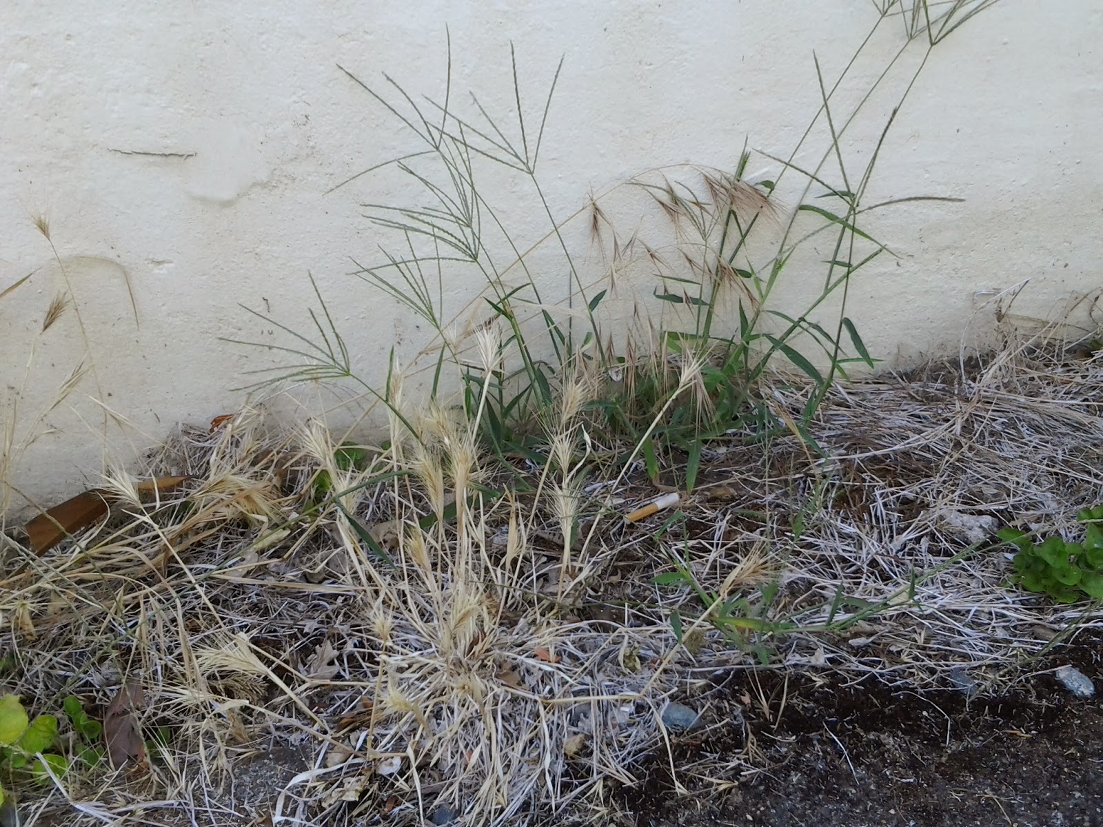 Garden Grants Pass Stop crab grass before it starts