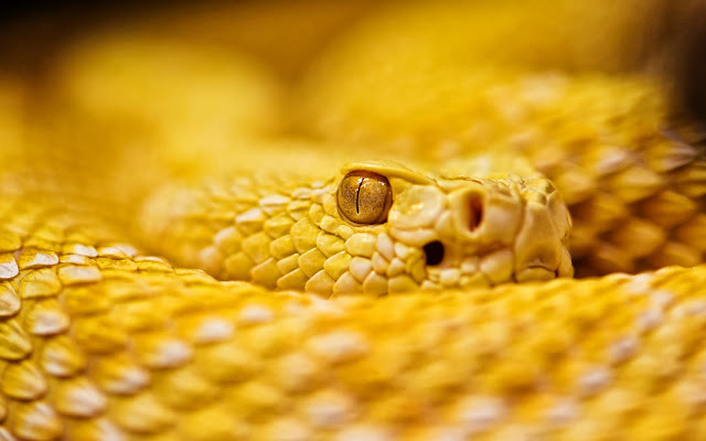Wallpaper Albino Rattlesnake