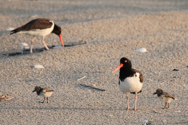 Baby Oystercatchers in New York Harbor Nature on the Edge of New York