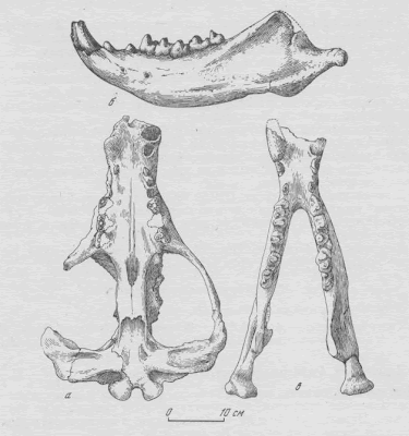 Mongolonyx skull