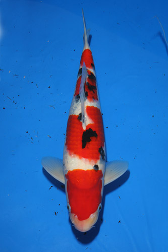 koi-pond-indonesia-sanke