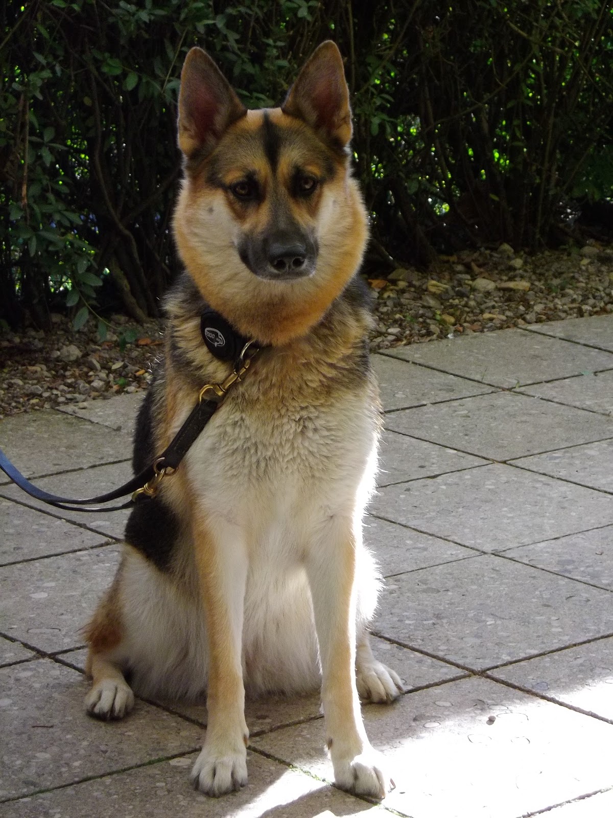 Cute dog in Vienna, Austria Life in Luxembourg