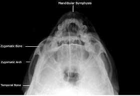 Adult+Facial+Bones+-+Submentovertex+%2528SMV%2529++%2528Slit+Basal+%252C+Jughandles+View%2529.jpg