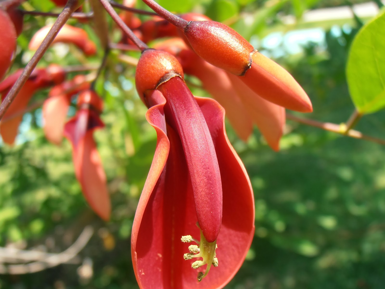 Árbol Coral: Erythrina crista-galli | Plantas rioMoros