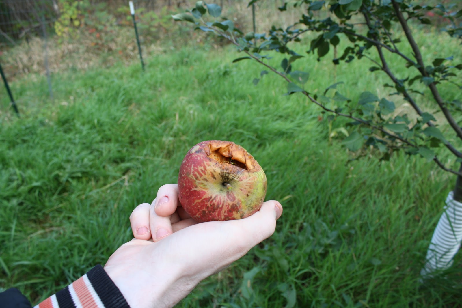Anderson Memo Anderson Apple Orchard year 3