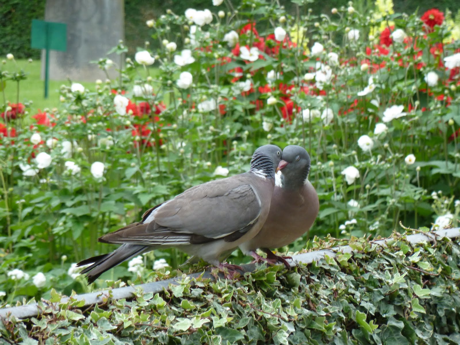 P. P. le Moqueur: Deux pigeons s'aimaient d'amour tendre