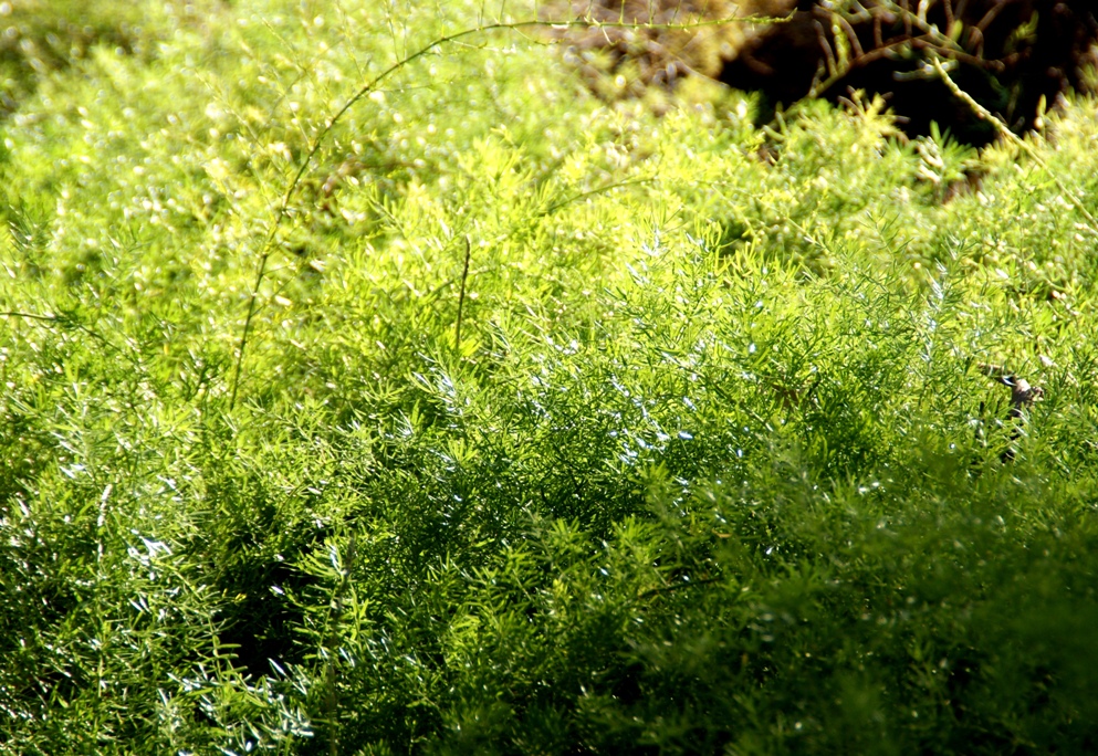 A photo, A thought............ Plant Asparagus fern.....beautiful