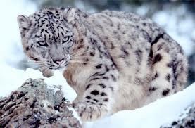 Animal Rights India: Snow leopard, ghost of the mountains, is