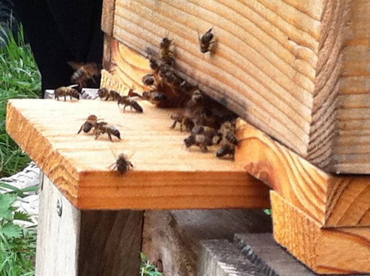 Bees at the entrance to the Warre Hive