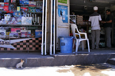 cat in Stone Town, Zanzibar, Africa by JoseeMM