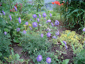 "Dwarf Scabiosa"