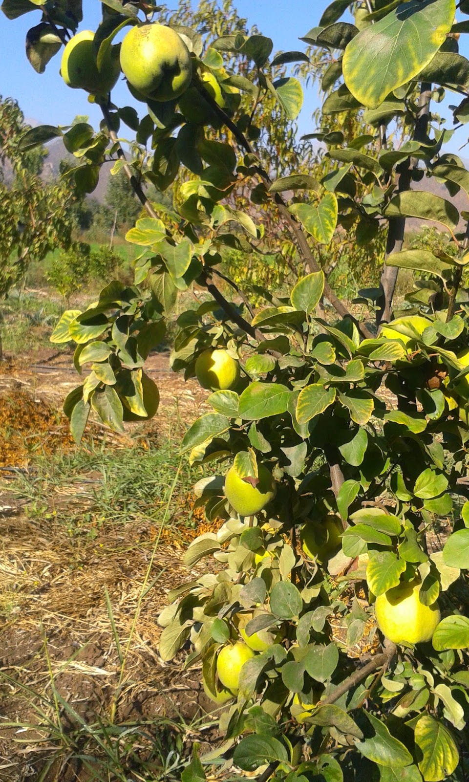 Granja Orgánica QuintaDelia: Arbol de membrillo lúcuma y purín de ajo ají