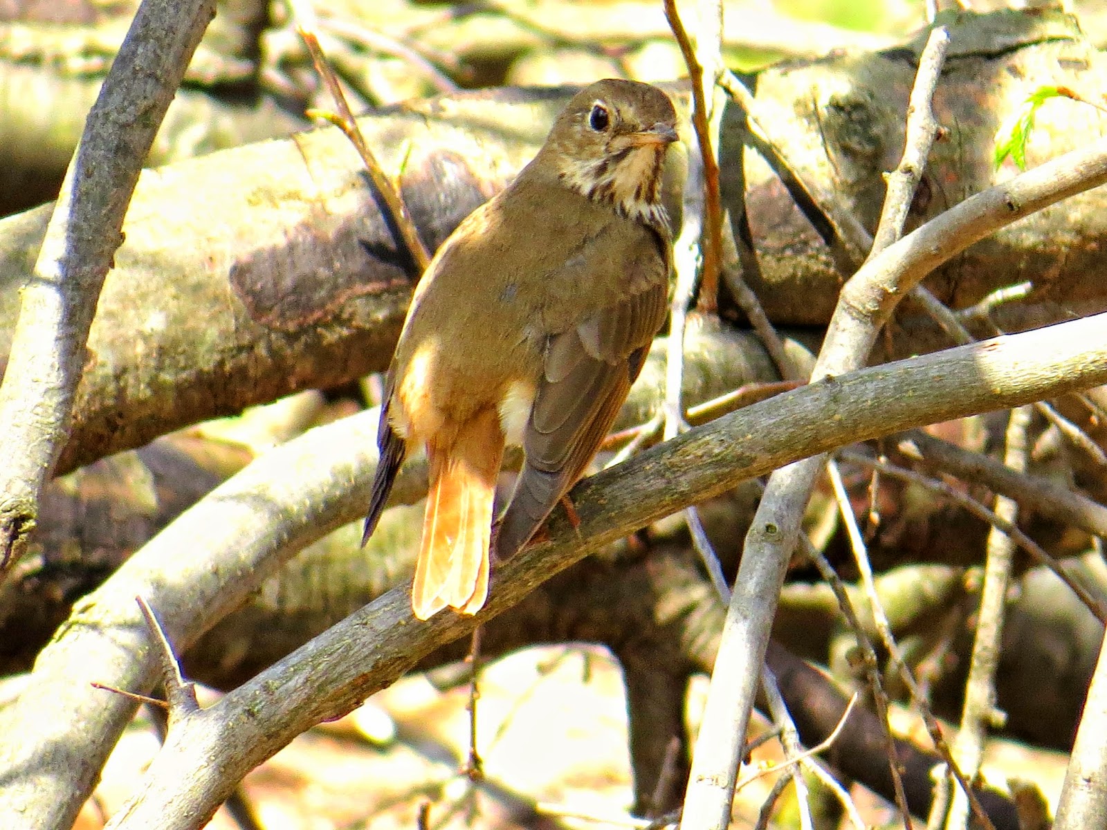 Birds of Raymondale, Falls Church, VA Hermit Thrush Early Spring Arrival
