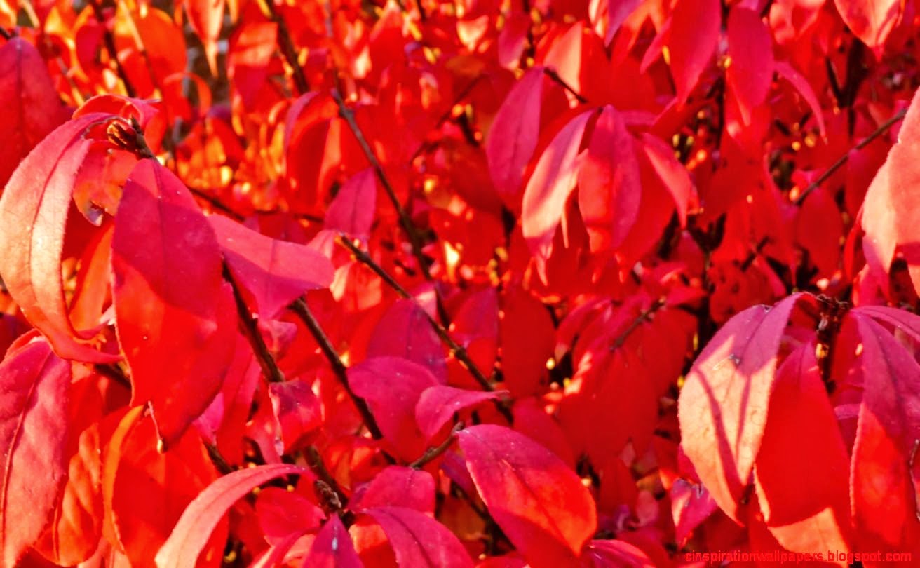 While Walking Duncan November 2010 While Walking Duncan November 2010