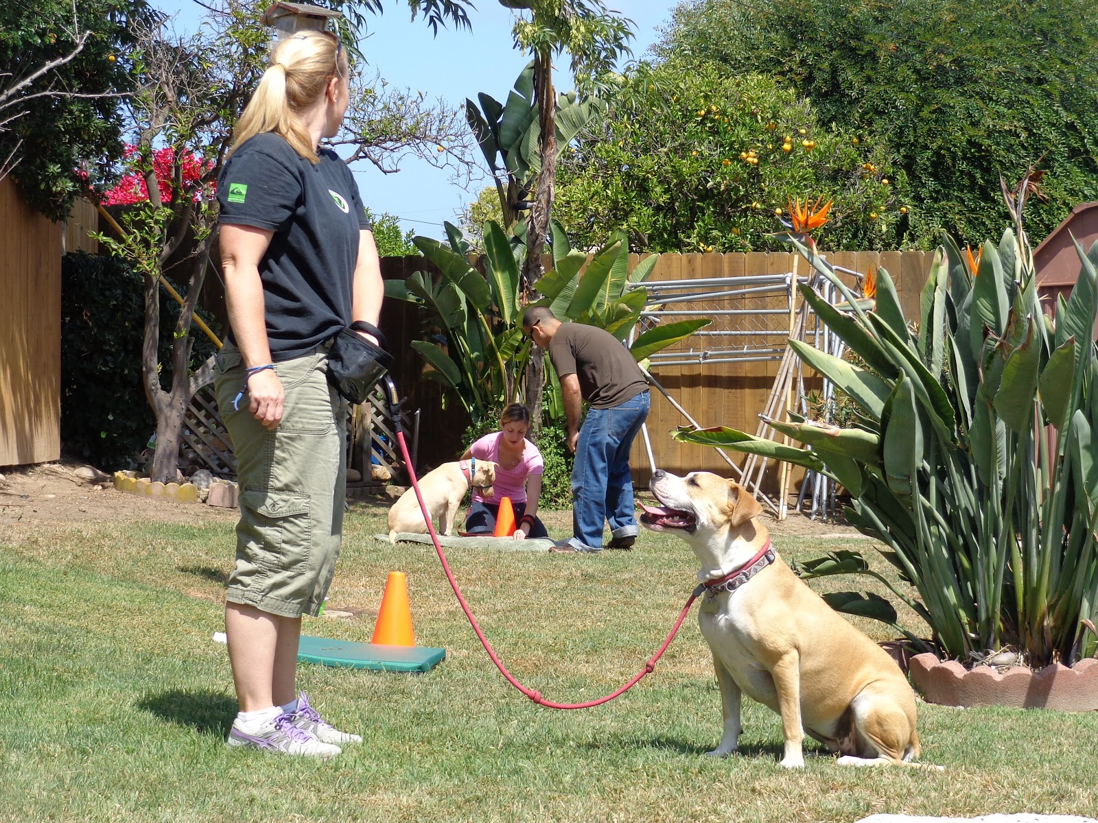 Leap Dog Training Every Dog Deserves a happy...Tail! Meet Our New