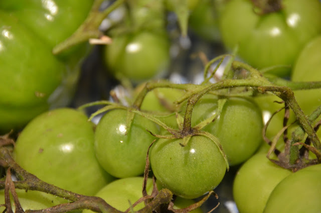 Green cherry tomatoes
