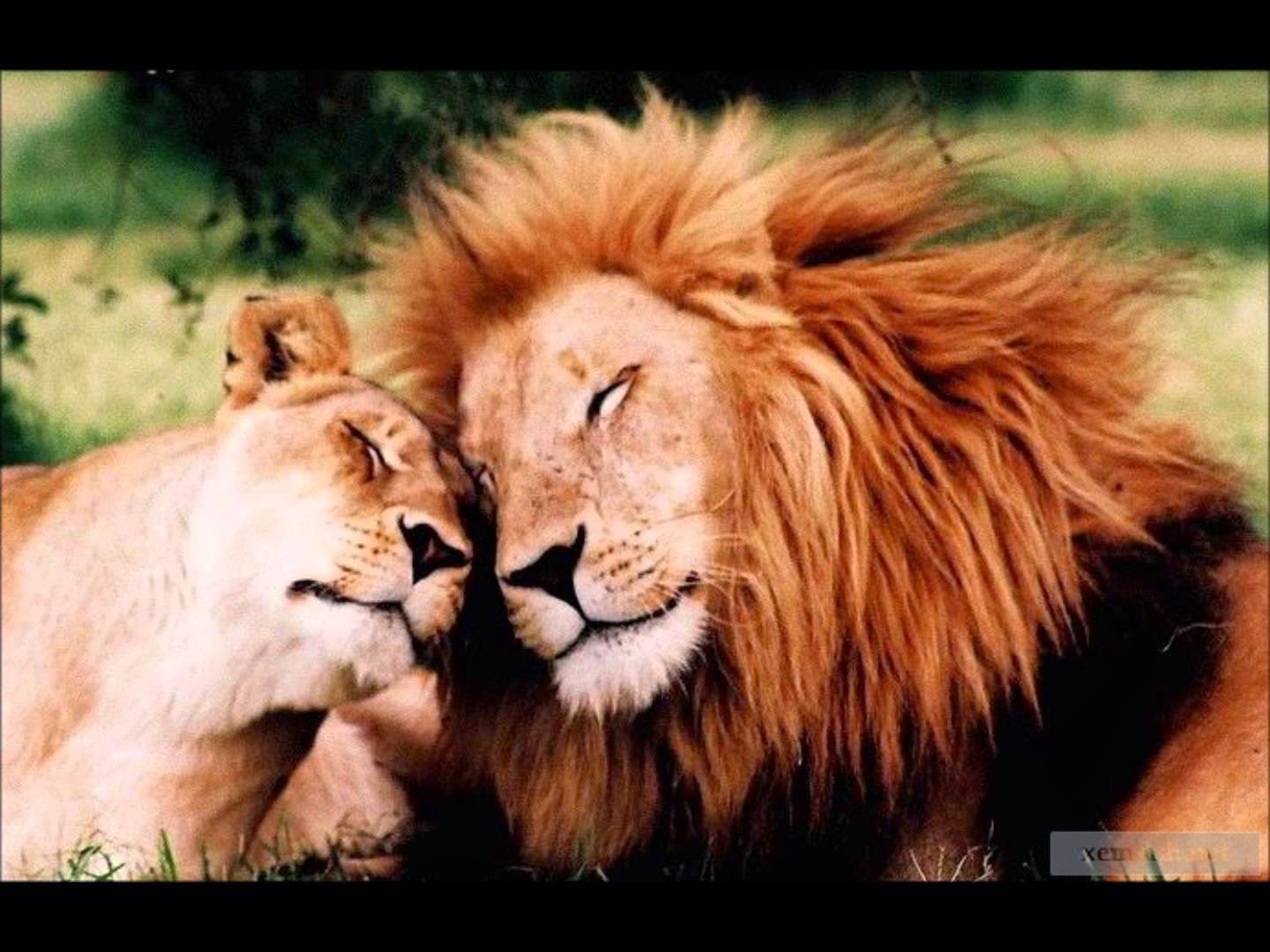 White Wolf 15 Animal Couples That Prove True Love Exists In The