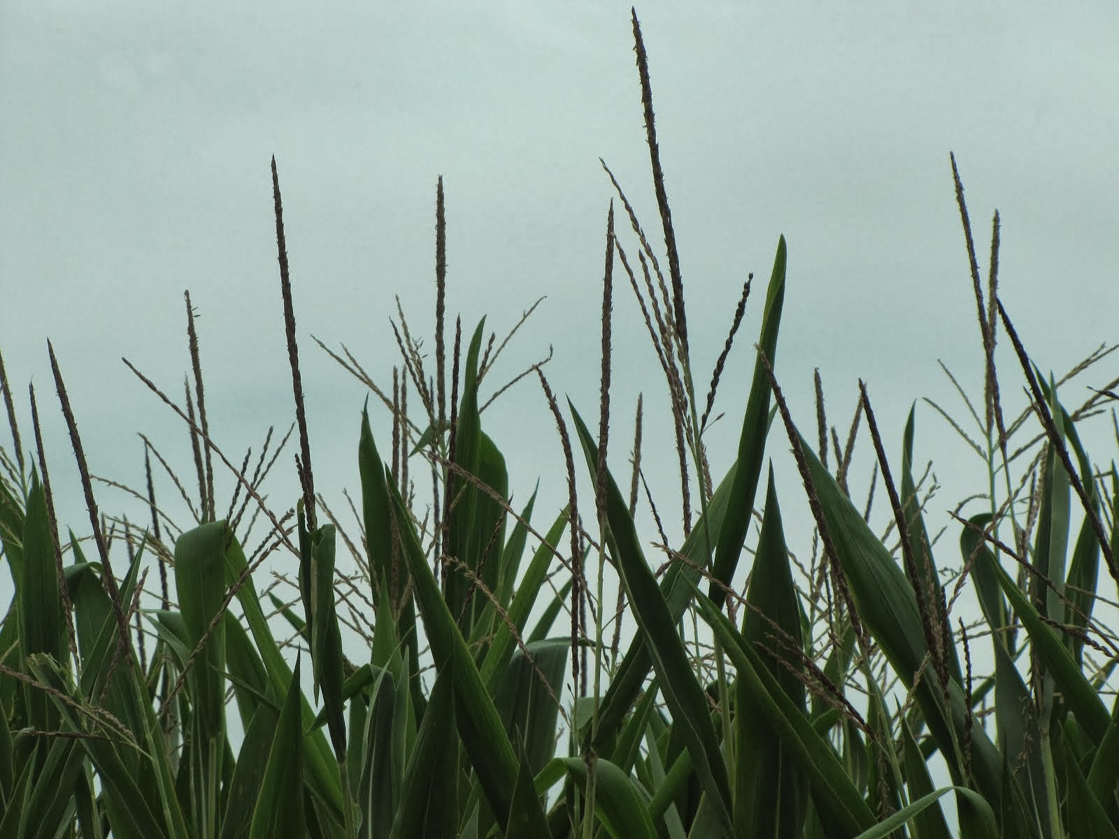 A good year for corn with plenty of rain - 1013