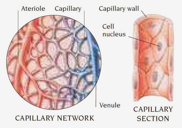 Capillary Nursing