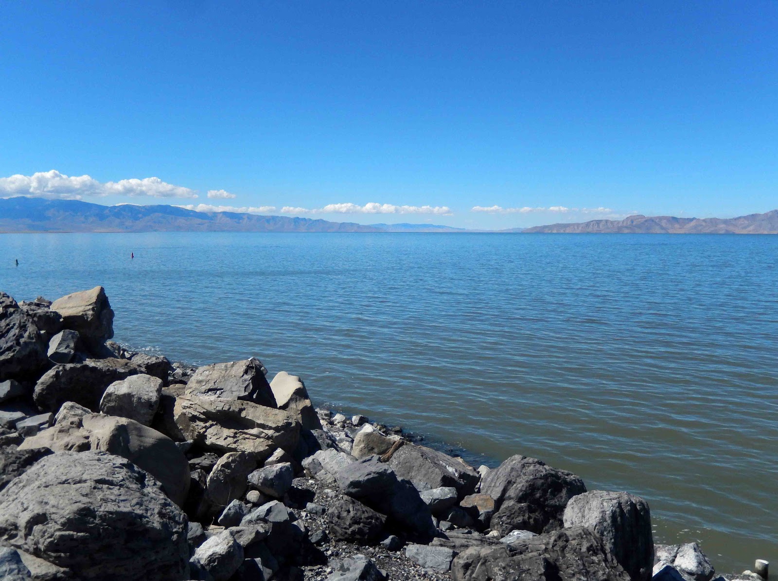 Cat Patches Elko, Nevada