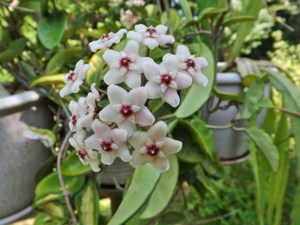 MARIETTE�S BACK TO BASICS {Our Fragrant Hoya Carnosa