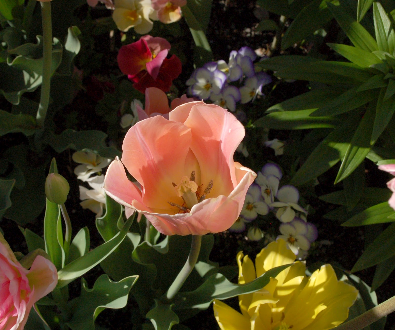 Pinkish Peach