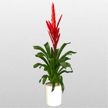 Bromelia