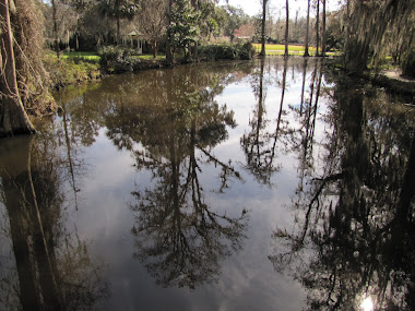 Reflections in the Water