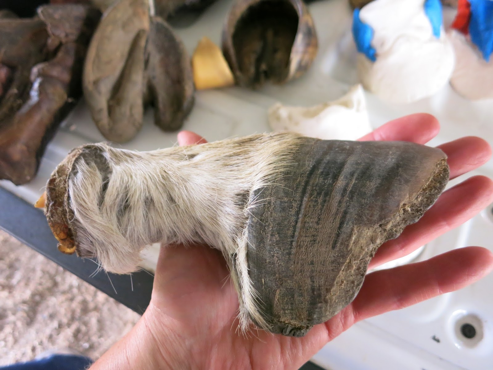 The Dancing Donkey Hoof Clinic part one