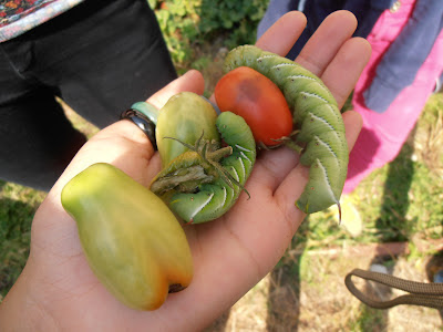 tomato hornworm manduca quinquemaculata hornworms plants larvae stage insect