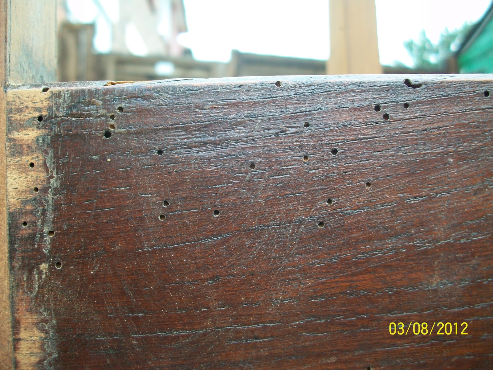 Andrews French Polishing Forum Woodworm what can we do about it?