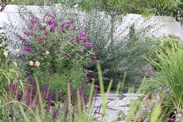 The Plant Hunter Flowering Shrub Evolution Part Ii