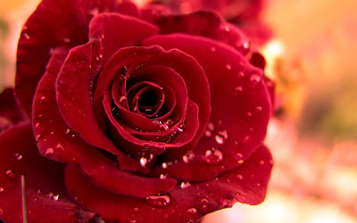 Yellow Color Wallpapers: Red Roses Wallpaper
