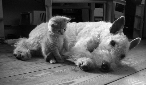 Redefining the Face Of Beauty : CAN CATS & DOGS GET ALONG