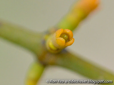 Oval-leaved Mistletoe (Viscum ovalifolium)