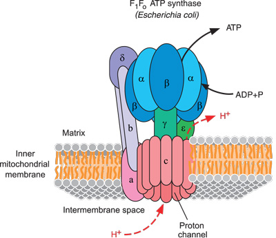 Atp Synthase
