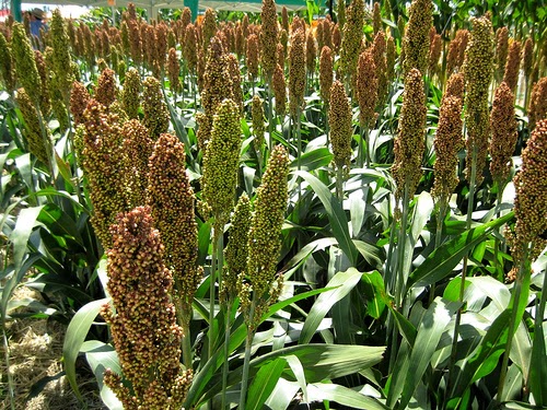 Sorgo (Sorghum vulgare) - Enciclopédia Global™