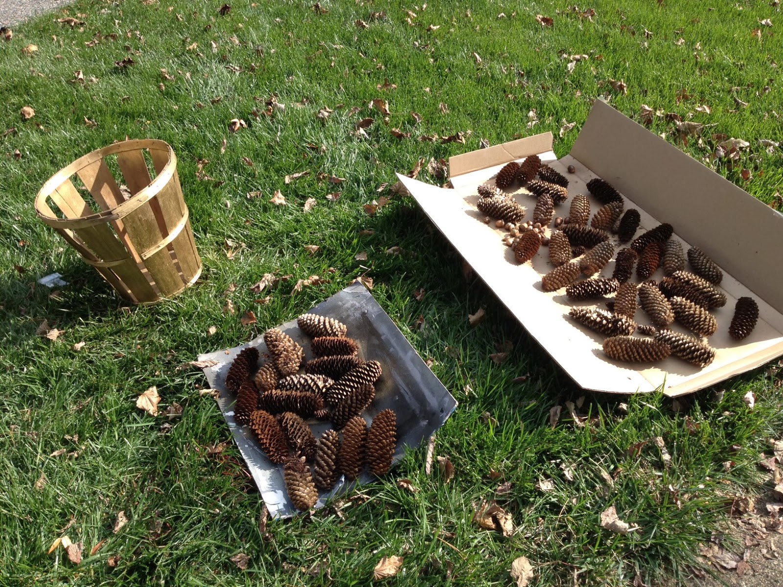 Two It Yourself Pinecone Decor How to clean and dry pine cones for crafts