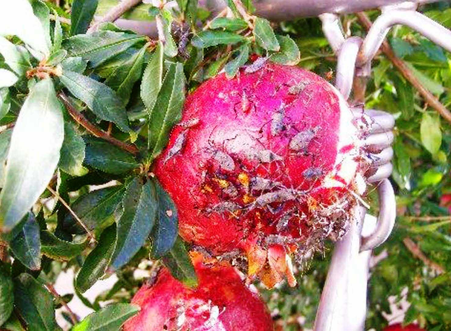 Xtremehorticulture of the Desert Understanding and Controlling the