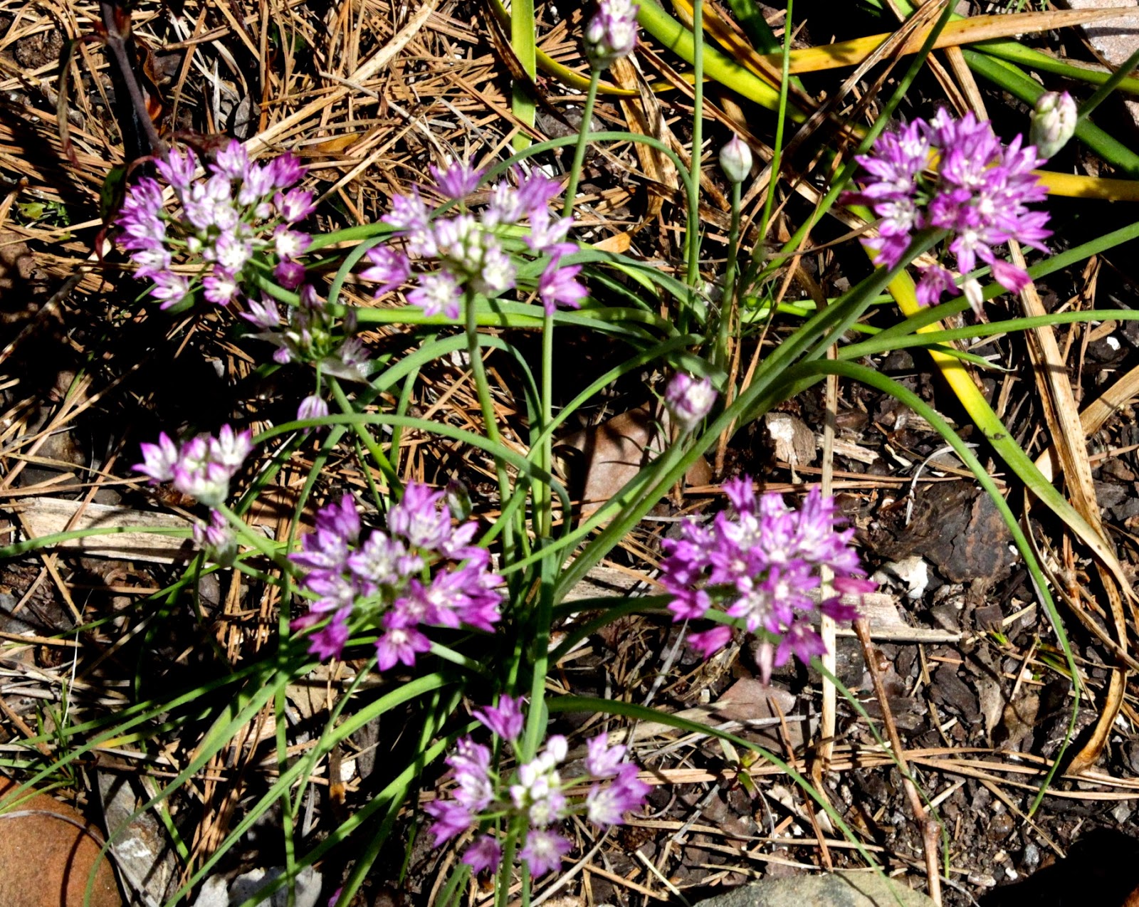 The Nature of Things Wildflower Wednesday Wild onion