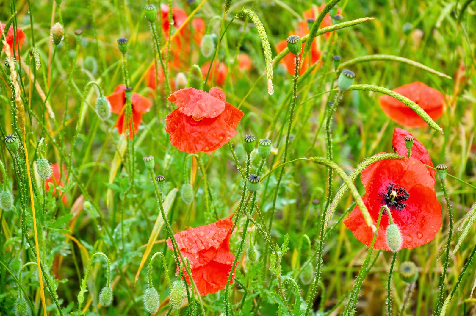 Poppies and wheat in the rain