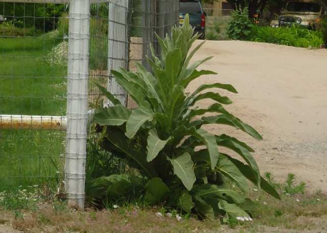 Gardener S Word Buddleia Not Invasive If You Control It