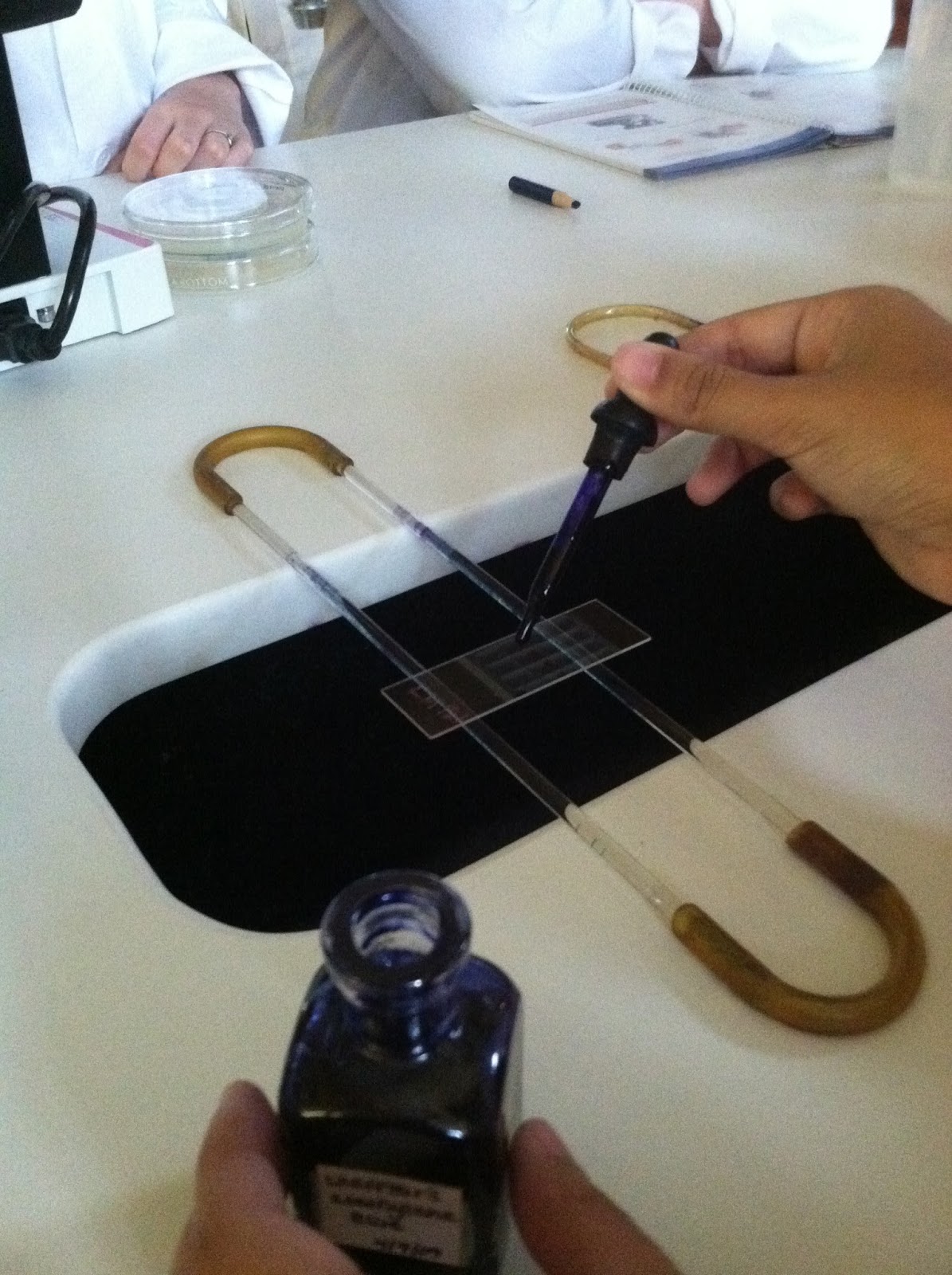 Rose & Lindsey's Medical Microbiology Blog Staining Bacteria