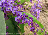 Hardenbergia violacea