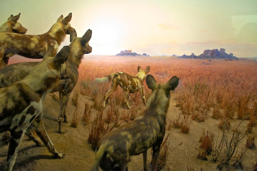 Tomatoes From Canada Natural History Museum, NYC