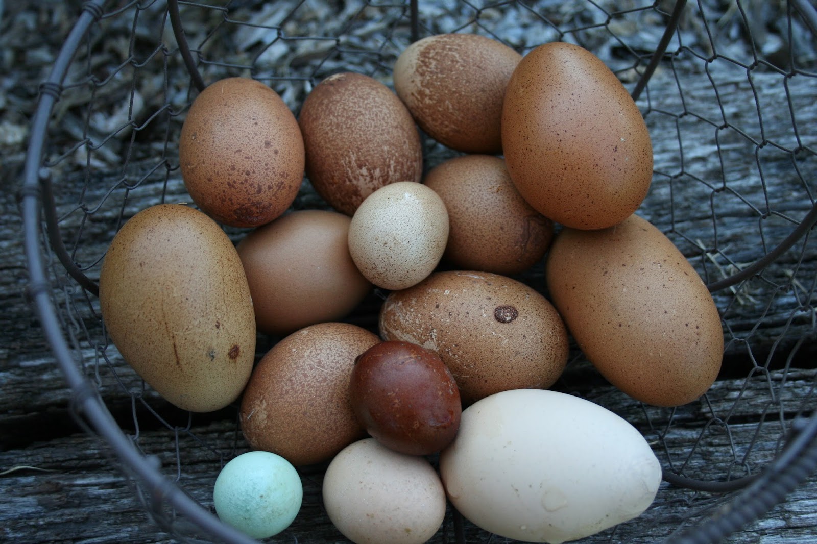 Chicken Scratch Poultry Eggnomolies = Odd eggs