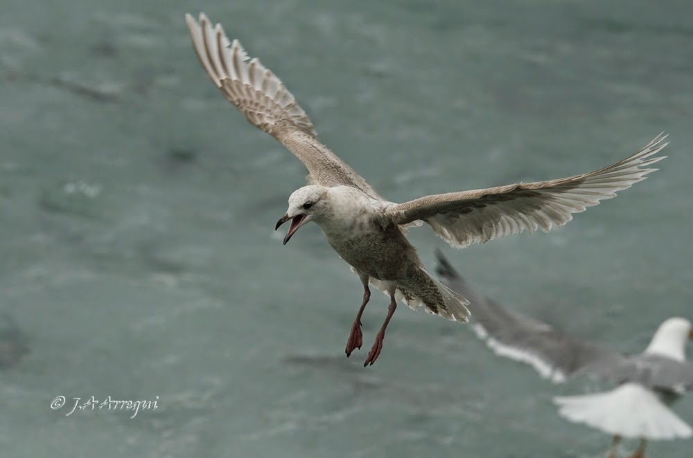 Gaviota groenlandesa, Larus galucoides kumlieni, Kumlien´s gull Gaviota groenlandesa, Larus galucoides kumlieni, Kumlien´s gull